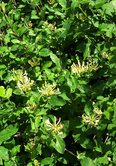 Honeysuckle © Denis Vickers