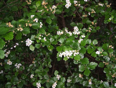 Midland hawthorn © Denis Vickers