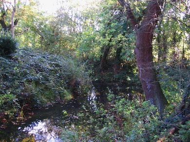 View of the River Pinn © Alan Preece