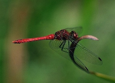 Ruddy darter dragonfly © Stephen Frank