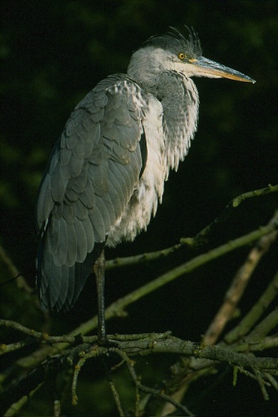 Grey heron © Andy Fisher