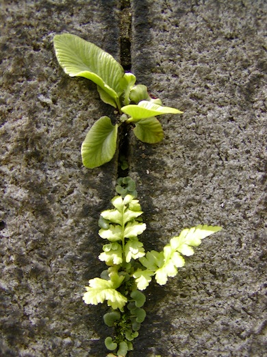 Ferns growing from funerary stonework © London Wildlife Trust