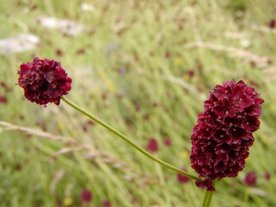 Great burnet © London Wildlife Trust