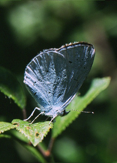 Holly blue © Mike Waite
