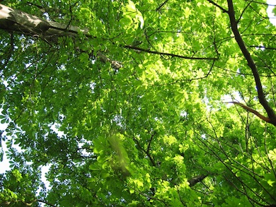 Horse-chestnuts in spring © London Wildlife Trust