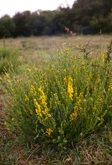 Dyer's greenweed at Cranham brickfields © Mike Waite