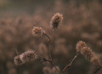 Hare's-foot clover © Mike Waite