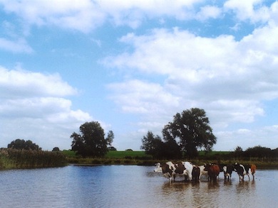 The stock drinking pond at Hornchurch Country Park © Alan Cooper