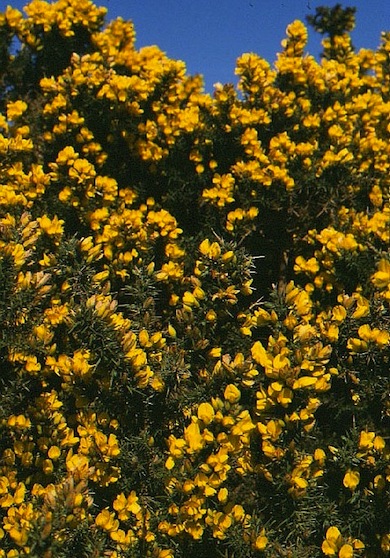 Common gorse © Mike Waite