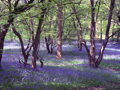 Duck Wood in spring © Alan Cooper