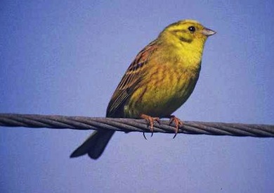 Yellowhammer © P N Watts/English Nature