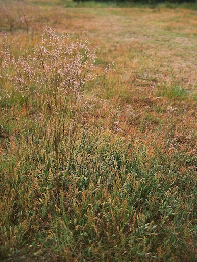 Acid grassland flora © Mike Waite