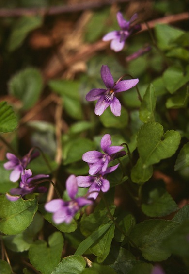 Early dog-violet © Mike Waite