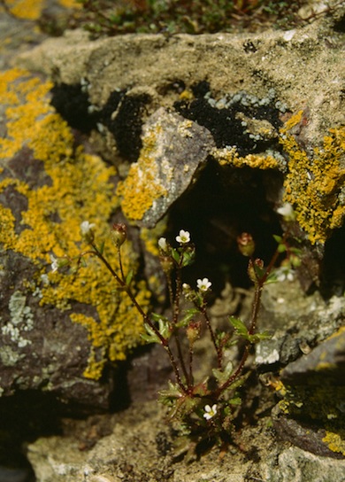 Rue-leaved saxifrage © Mike Waite