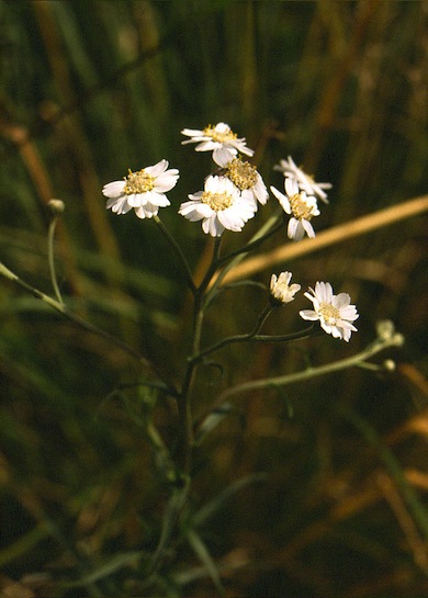 Sneezewort © Mike Waite