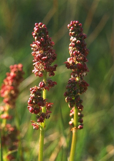 Common sorrel © Mike Waite