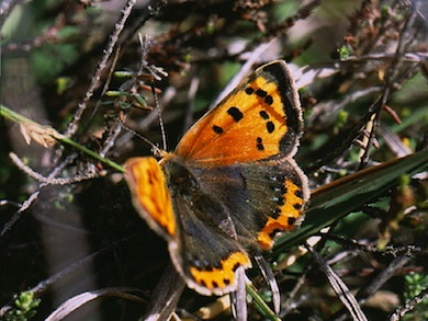 Small copper butterfly © Mike Waite