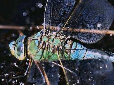 Emperor dragonfly © Mike Waite