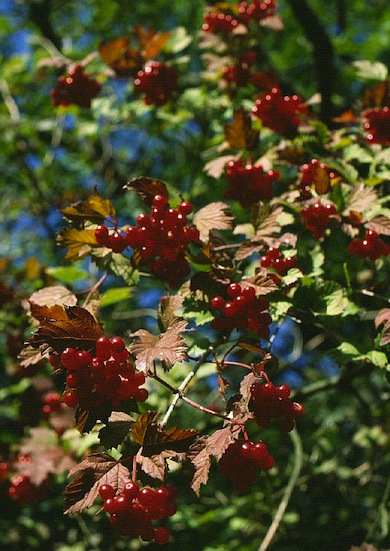Guelder-rose berries © Mike Waite