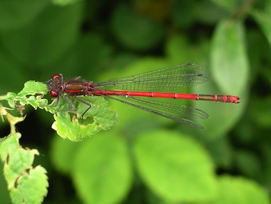 Large red damselfly © Nigel Reeve