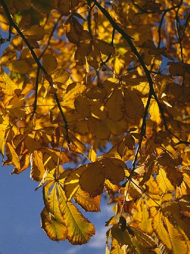 Horse chestnut leaves in autumn © Mike Waite