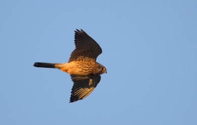 Kestrel in flight © Jason Gallier