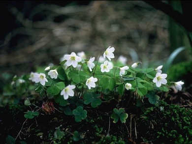 Wood sorrel © Meg Game