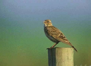 Skylark © P N Watts/English Nature