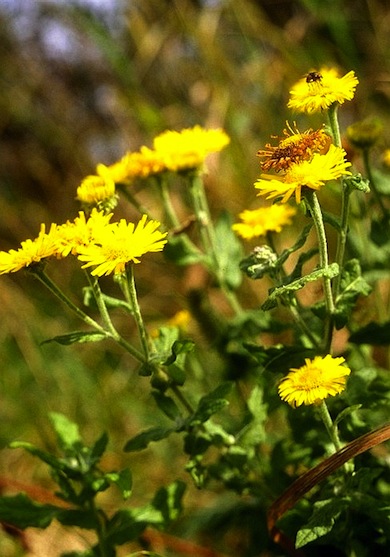 Common fleabane © Jan Hewlett