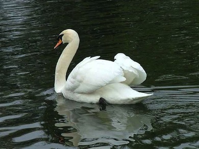 Mute swan © Susy Hogarth