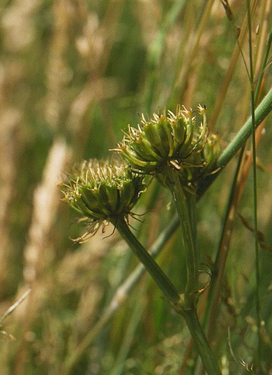 Corky-fruited water-dropwort © Mike Waite