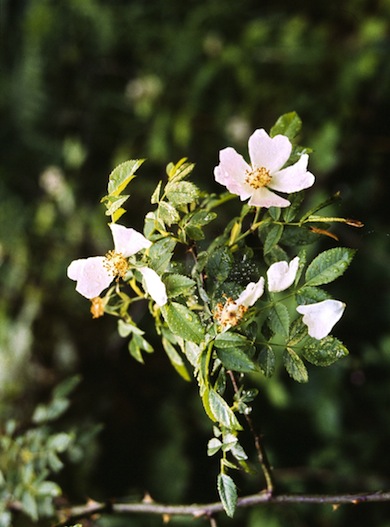 Dog-rose in flower © Mike Waite
