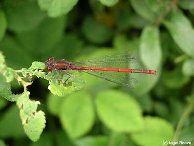 Large red damselfly © Nigel Reeve