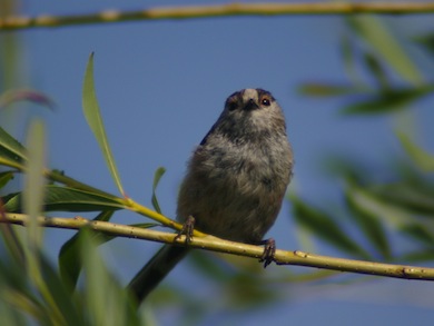Long-tailed tit © Mike Waite