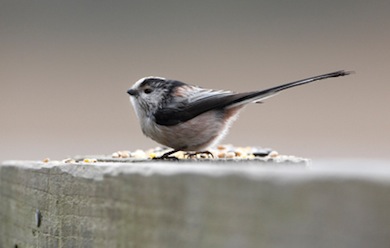 Long-tailed tit © Jason Gallier