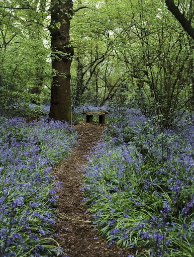 Bluebells at Perivale Wood © Jan Hewlett