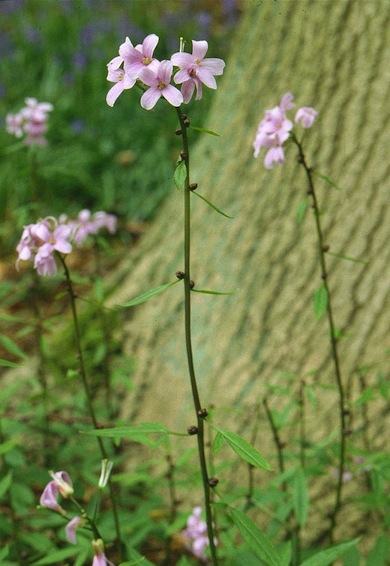 Coralroot bittercress © Mike Waite