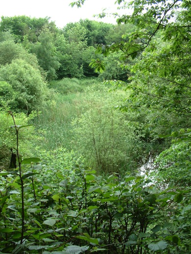 View of Old Park Wood © Stuart Colgate