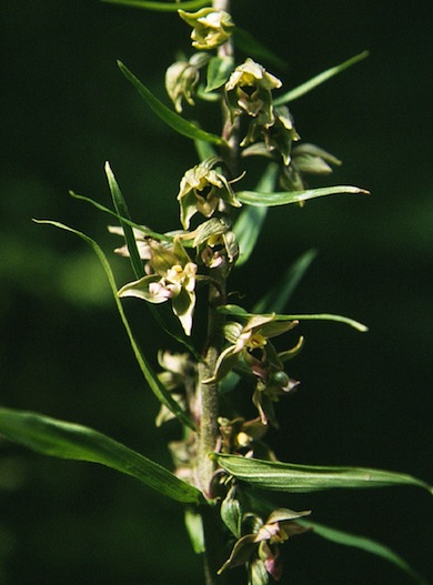 Broad-leaved helleborine © Mike Waite