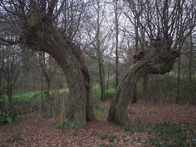 Split hornbeam pollard in Whitewebbs Wood © Denis Vickers