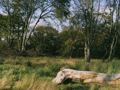 View of Waterworks Wood, part of Epping Forest © Ian Yarham