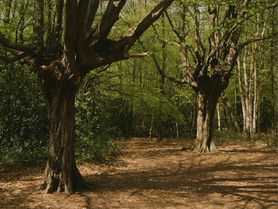 Pollarded hornbeams in Hainault Forest © Mike Waite