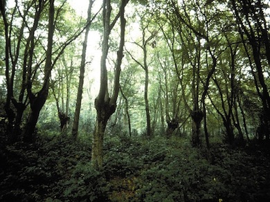 A ghostly scene at Hainault Forest © Mathew Frith