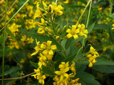 Yellow loosestrife at Cranham Marsh © Tony Gunton