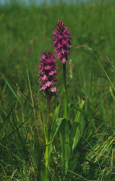 Southern marsh-orchids © Mike Waite