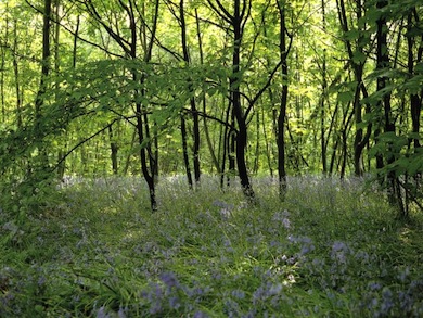Bluebells in Oxleas Wood © Meg Game
