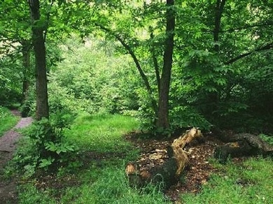 Dead wood left to rot down in Oxleas Wood © Peter Wakely/English Nature