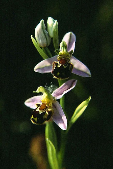 Bee orchid © Mike Waite