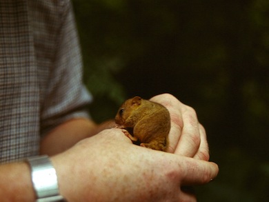 Monitoring dormice at Downe Bank © Mike Waite