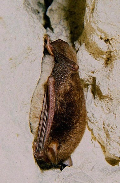 Daubenton's bat at roost © Mike Waite